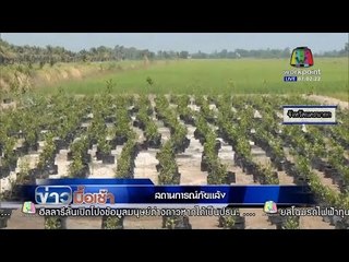 ข่าวมื้อเช้า | สถานการณ์ภัยแล้ง | เกษตรกรสตูลเพาะเห็ดพืชน้ำน้อย | 6 ม.ค. 59