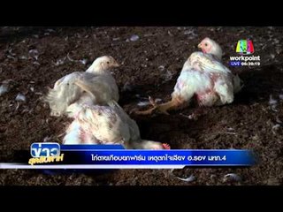 ข่าวสุดสัปดาห์ lไก่ตายเกือบยกฟาร์มช็อคเสียงฮ.ทหาร รองแม่ทัพภาค4 รุดเยียวยาl 24 ม ค 59