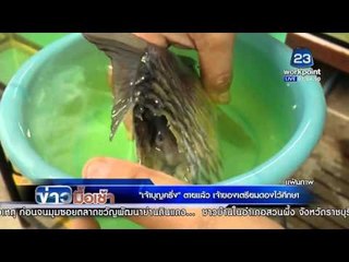 ข่าวมื้อเช้า | "เจ้าบุญครึ่งตายแล้ว" เจ้าของเตรียมดองไว้ศึกษา | 18 ม.ค. 59