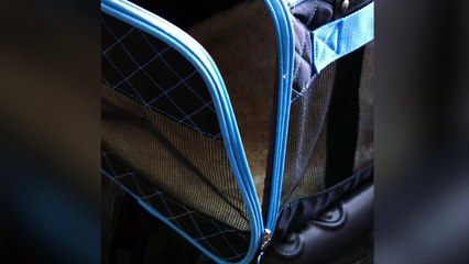 Dog Dies On United Airlines Flight After Being Forced To Fly In Overhead Bin | TIME