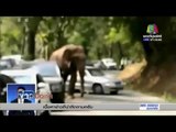 ช้างป่ายูนนานอาละวาด ทำลายรถยนต์พัง 14 คัน | ข่าวมื้อเช้า 16 ก.พ. 59