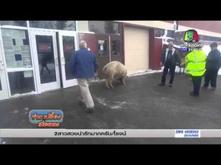 ''หมูยักษ์'' ขอโหวตเลือกตั้งที่สหรัฐฯ | ข่าวเปรี้ยงเที่ยงตรง | 10 ก.พ. 59