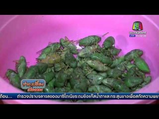 เกาะสมุยใช้เหล็กเคาะเรียกตัวจักจั่น  l ข่าวเปรี้ยงเที่ยงตรง |  1 มี.ค  59