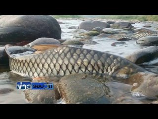 ปรากฏการณ์ ''ปลากอง'' ปลานับหมื่นทวนน้ำขึ้นมาวางไข่ | ข่าวรอบวัน | 2 มี.ค. 59