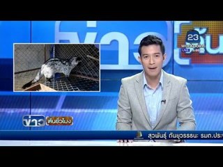 กาแฟขี้ชะมดพุ่งสูง กก.2 หมื่นบาท | ข่าวต้นชั่วโมง | 2 มี.ค. 59
