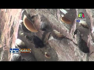 แล้งกระทบระบบนิเวศผึ้งทำรัง น้ำตกชาติตระการ | ข่าวต้นชั่วโมง | 3 มี.ค. 59