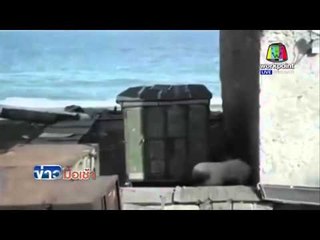 รัสเซีย ชายโหดโยนสุนัขเป็นๆ ให้หมีขาวตะครุบ l ข่าวมื้อเช้า l 4 มีนาคม  59