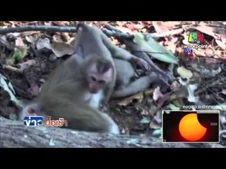 สุดสลด! "คลิปลูกลิง" ดูดนมแม่ทั้งที่แม่ตายแล้ว  l ข่าวมื้อเช้า l 9 มี.ค. 59