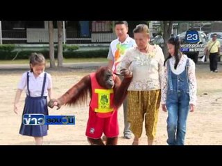 อุรังอุตังพาคนขึ้นสะพาน ลพบุรี | ข่าวรอบวัน | 14 มี.ค. 59