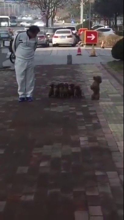 Ces chiens sont parfaitement dressé! incroyable