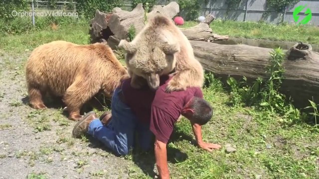 Quand un ours de 150kg grimpe sur le dos de son dresseur