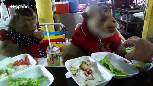 En Asia los monos son más que mascotas y las tratan como personas