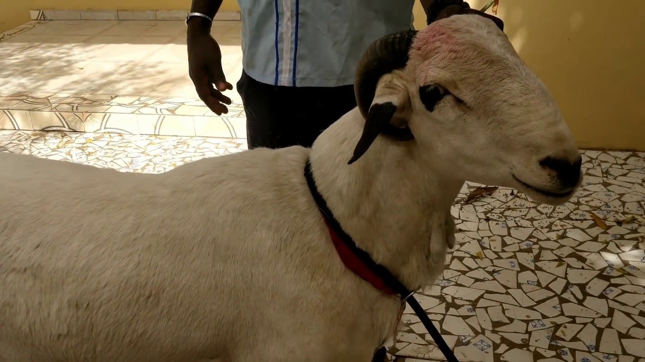 Ce bouc a les cornes qui lui rentre dans le cou. Cornes incarnée