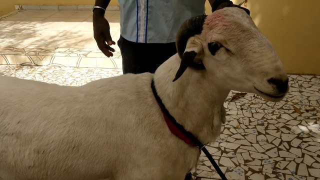 Ce bouc a les cornes qui lui rentre dans le cou. Cornes incarnée