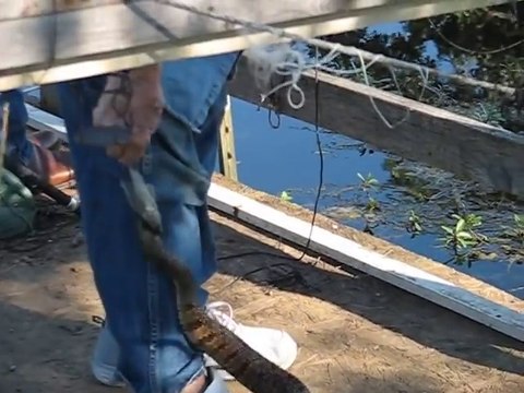 Ce serpent sauvage sort de l'eau pour venir manger dans la main d'un homme