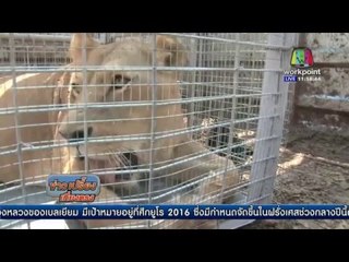 สิงโตย้ายบ้านไปสวนสัตว์เขตเวสแบงค์ | ข่าวเปรี้ยงเที่ยงตรง | 12 เม.ย. 59