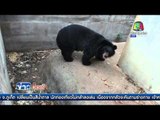 โลกออนไลน์แชร์ภาพ ชายชราโดนหมีควายวัดดังตะปบ | ข่าวรอบวัน 13 เม.ย 59