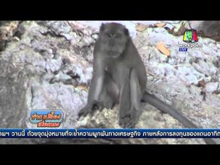 ขนลิงแสมปล่อยเกาะกว่า 700 ตัว | ข่าวเปรี้ยงเที่ยงตรง | 3 พ.ค. 59