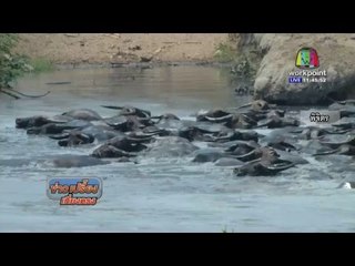 workpoint เกาะติดสถานการณ์ภัยแล้ง  | ข่าวเปรี้ยงเที่ยงตรง l 25 เม.ย.59