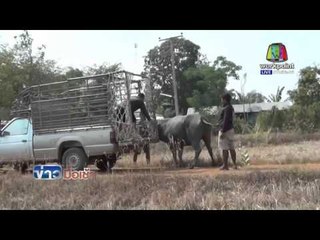 ควายเพศเมียหลุด ไล่จับโกลาหล l ข่าวมื้อเช้า l 26 เม.ย.59