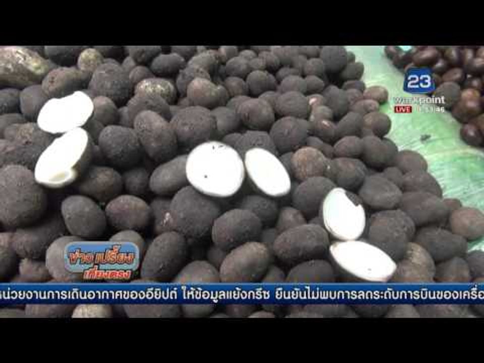เห็ดเผาะราคาพุ่ง กก ละ 500 บาท   l ข่าวเปรี้ยงเที่ยงตรง l 24 พ.ค. 59
