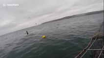Lucky seal escapes jaws of a white shark