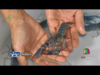 ค้านกุ้งก้ามแดงเป็นสัตว์ควบคุมกรมประมง | ข่าวต้นชั่วโมง | 27 พ.ค. 59
