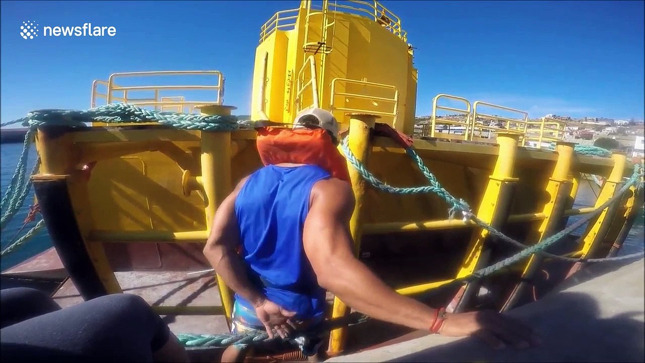 Saving a seal pup entangled in fishing line