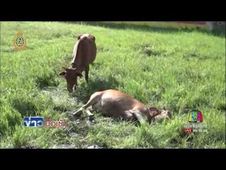 ตำรวจศรีลังกาเร่งปลดชนวนหลังคลังอาวุธระเบิด l ข่าวมื้อเช้า l 7 มิ.ย.59