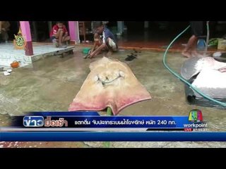 แตกตื่น จับปลากระเบนน้ำโขงยักษ์หายาก หนัก 240 กก. l ข่าวมื้อเช้า l 31 พ.ค.59
