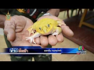 แตกตื่น กบทองคำ! สีทองเปล่งประกาย l ข่าวมื้อเช้า l 9 มิ.ย. 59