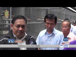 จับแหล่งเพาะพันธ์และเลี้ยงสัตว์ป่าสงวนมูลค่านับ 10 ล้าน l ข่าวมื้อเช้า l 2 มิ.ย.59