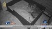 เสือสุมาตรา “หายากออกลูก 3 ตัว” l ข่าวมื้อเช้า l 10 มิ.ย. 59