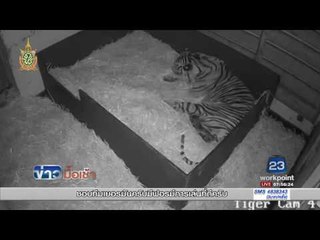 เสือสุมาตรา “หายากออกลูก 3 ตัว” l ข่าวมื้อเช้า l 10 มิ.ย. 59