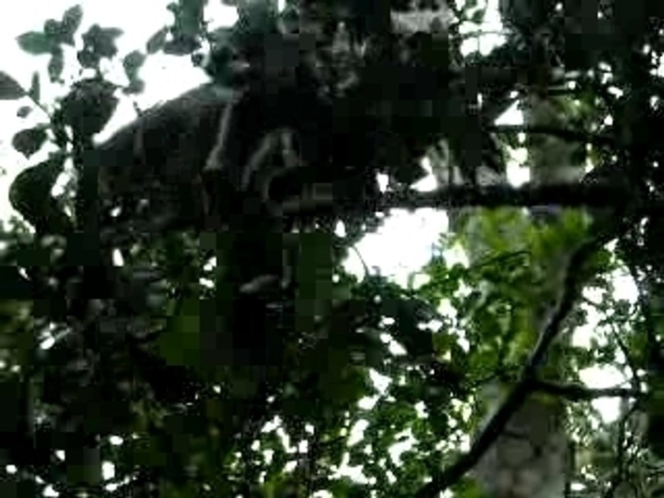 Fulvus de prêt