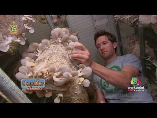 ปลูกเห็ดด้วยกากกาแฟ   l  ข่าวเปรี้ยงเที่ยงตรง  06 มิย  59