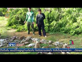 สลด! ต้นไม้ใหญ่ ล้มหักโค่นทับลิงป่ากว่า 50 ตัวตาย l ข่าวมื้อเช้า l 15 มิ.ย. 59