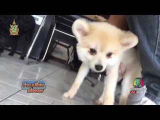 เมาเหล้าจับลูกหมาขว้างกำแพงจนตาบอด | ข่าวเปรี้ยงเที่ยงตรง | 23 มิ.ย. 59