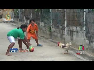 ฮือฮา เจ้าเขียวไก่แสนรู้ เตะฟุตบอล l ข่าวมื้อเช้า l 5 ก.ค.59