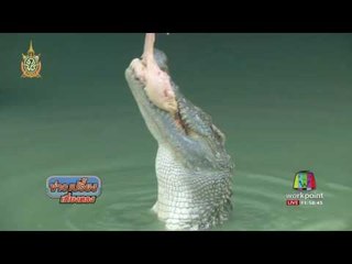 พิจิตร จระเข้เสี่ยงทายผลฟุตบอลยูโร | ข่าวเปรี้ยงเที่ยงตรง | 8 ก.ค. 59