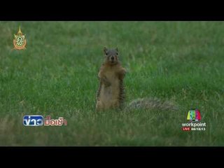 Funny Games ศึกสัตว์ป่า l ข่าวมื้อเช้า l 6 ก.ค.59