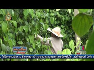 ชาว อ.นครไทย ปลูกพริกไทย สร้างรายได้งาม | ข่าวเปรี้ยงเที่ยงตรง | 28 มิ.ย. 59