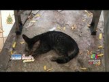 อดีตนาวิกโยธิน ปีนหลังคาบ้านช่วยแมวแต่พลาดตกเสียชีวิต | ข่าวมื้อเช้าสุดสัปดาห์ |  16 ก.ค. 59