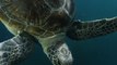 Rescued Green Sea Turtles Released Back to Sea