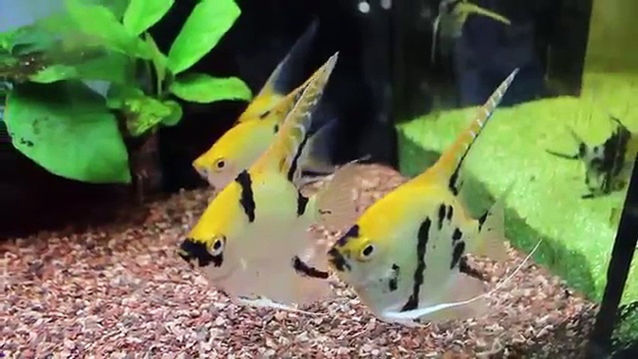 Aquascaping Lab - Tutorial Natural rich mix tank wood style (size 80 x 35 x 45h 120 L) Part 1