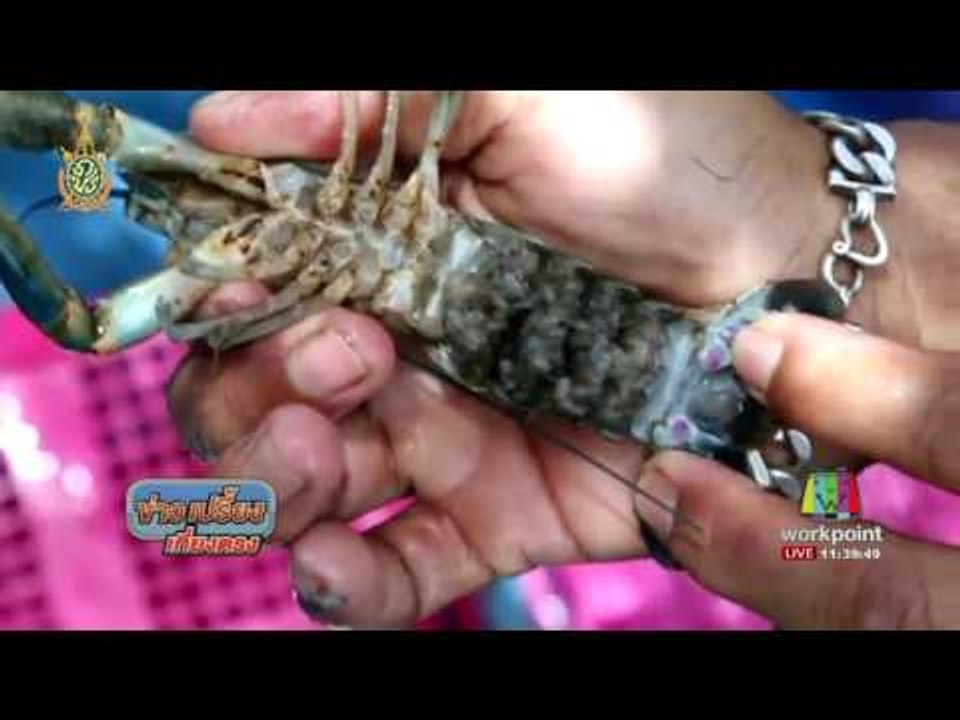 สองสามีภรรยาชัยภูมิเลี้ยงกุ้งก้ามแดงปลดหนี้เกือ...