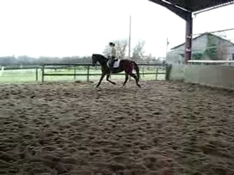 cheval dressage KWPN