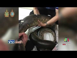 กรมอุทยานฯ เต้นสอบ โชว์ผ่าตัด 'อนาคอนดา'  l ข่าวมื้อเช้า 24 ส.ค.59