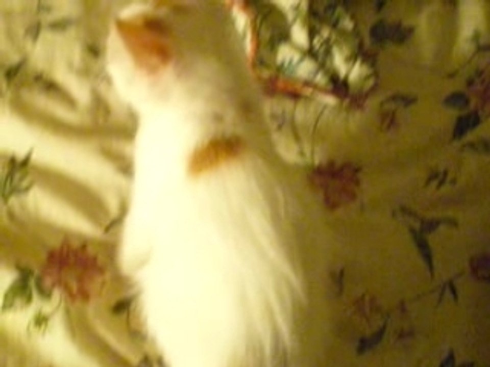 Corail La Collerette