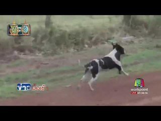 สุนัขหวิดโดนถูกรถทับบนเส้นทางแข่งรถ l ข่าวมื้อเช้า l 31 ส.ค.59